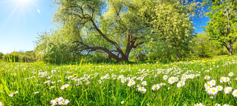 Beautiful landscape of the natural park with field of chamomiles in spring. Nature in blooming.