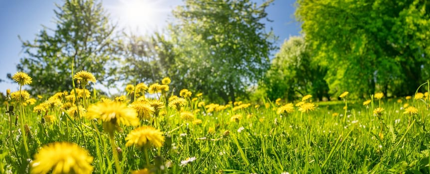 Meadow of blossoming dandelions in natural park. Beautiful background of the blooming wildflowers in woods in spring.