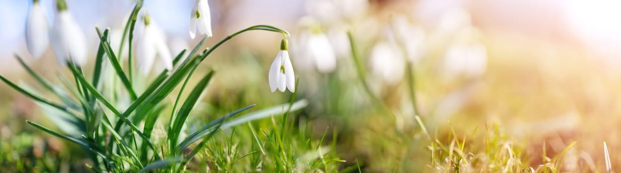 Snowdrop flowers blooming in the spring park. View of the wildflowers in nature.