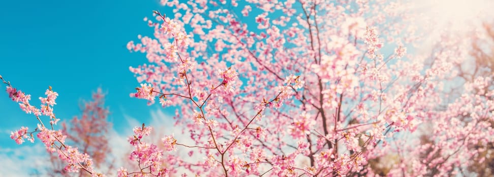 Cherry tree blossoming in spring in natural park. Panoramic view.