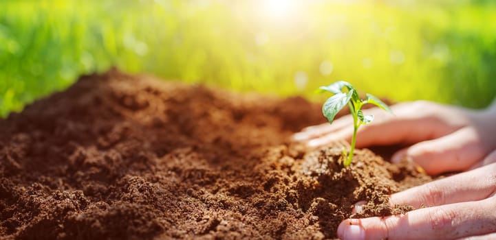 Human's hands seedling a plant sprout in the black soil.. Concept of a new life, saving planet and gardening.