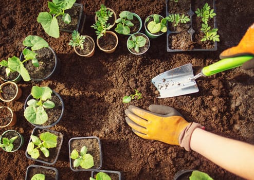 Human's hands seedling a plant sprout in the black soil.. Concept of a new life, saving planet and gardening.