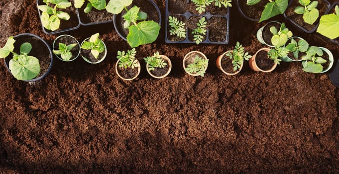 Background of the black soil with many pots of young sprouts of plants standing on it. Concept of gardening and gardening.