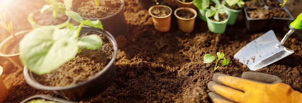Human's hands seedling a plant sprout in the black soil.. Concept of a new life, saving planet and gardening.