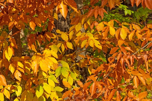 A Palette of Fall Leaves in Brown County State Park in Indiana