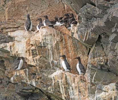 Brunnich's guillemot Colony on Seaside Cliffs in the Svalbard Islands in Norway