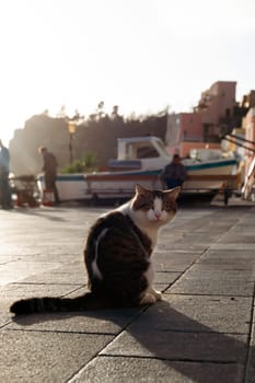 Procida, the island of cats.