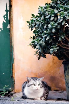 Procida, the island of cats.