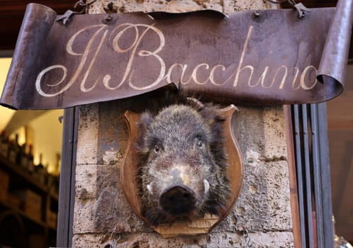 Massa Marittima, Italy - Sept 11, 2022: iWld boar head on a in front of a shop in Massa Marittima, Italy, with typical products
