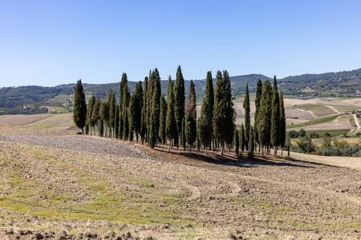 Iconic group of cypress trees in a field, near San Quirico,  Tuscany, Italy