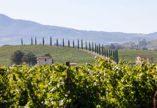 The rural landscape near Pienza in Tuscany. Italy