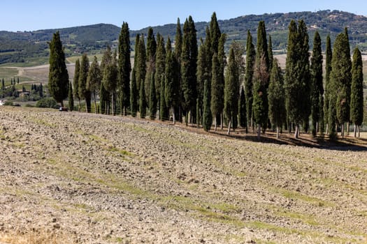 Iconic group of cypress trees in a field, near San Quirico,  Tuscany, Italy