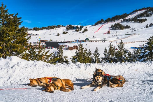Huskey in a dog sled, lying on the snow and resting, ski resort, snow capped mountains and forest in background. Winter holidays, Andorra Pyrenees