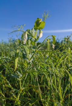 Peas plantation morning dew backlit. Peas growing in winter