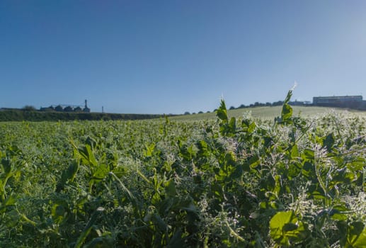 Peas plantation morning dew backlit. Peas growing in winter