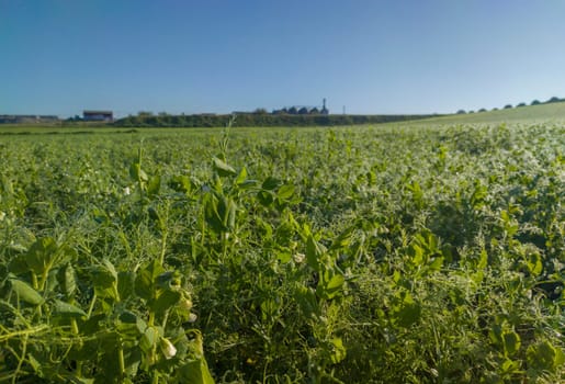Peas plantation morning dew backlit. Peas growing in winter