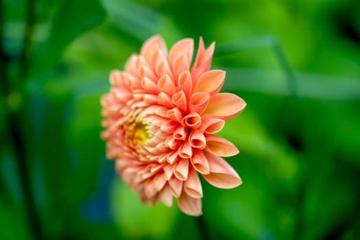 Close up of orange dahlia flower in the garden, selective focus