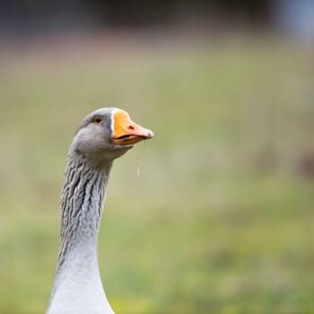 one goose