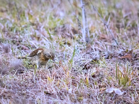Song thrush catching leather jacket grubs from the meadow, turdus philomelos