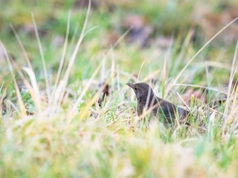 Female common blackbird green background