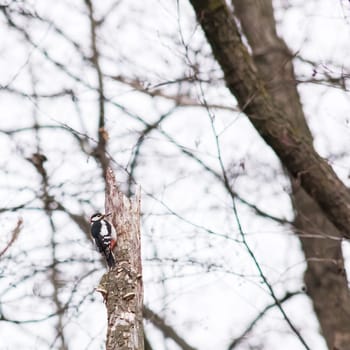 woodpecker on a tree
