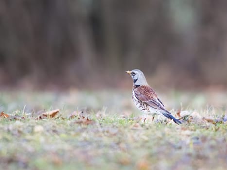 A song trush is sitting in the meadow (Turdus philomelos)