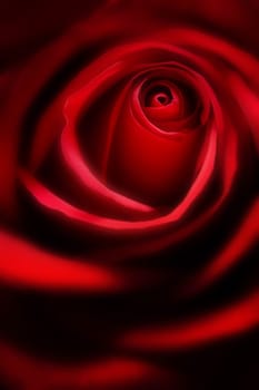 A close up of a beautiful red rose.