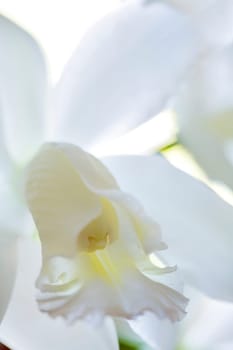 A beautiful white orchid.