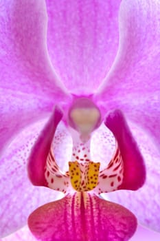 a close up of a pink Phalaenopsis Orchid.