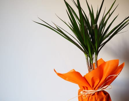 Dracaena, tropical plant as an interior item. A gift in orange wrapping paper on a table with a white napkin. White background. Dracaena or Dracaenaceae.