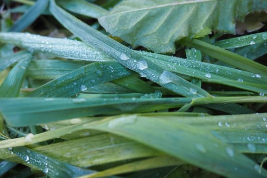 Dew or melt water on green grass. Thawing after a morning winter frost. Lying grass in the meadow. Off-season, windless calm weather. Green leaf with water drops.