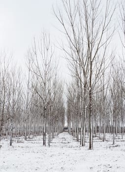 Planting plants - hygrophytes to drain wetlands. Fight against the high standing of underground waters and waterlogging of urban areas. Rows of young poplars. Drainage of territories. Winter.