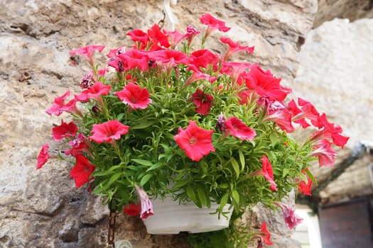 Petunias in the tray or in the pot, purple pink petunia Solanaceae. Beautiful hanging flowers on a stone ancient wall in the old town of Budva Montenegro. Historical center of Budva Petunia x hybrida