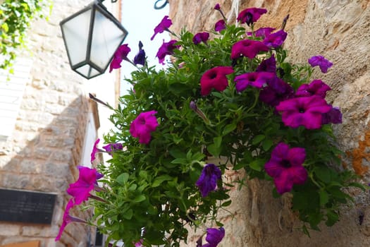 Petunias in the tray or in the pot, purple petunia Solanaceae. Beautiful flowers and lantern on a stone ancient wall in the old town of Budva Montenegro. Historical center of Budva. Petunia x hybrida