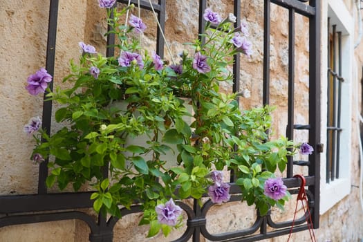 Petunias in the tray or in the pot, purple petunia Solanaceae. Beautiful flowers and window on a stone ancient wall in the old town of Budva Montenegro. Historical center of Budva. Petunia x hybrida