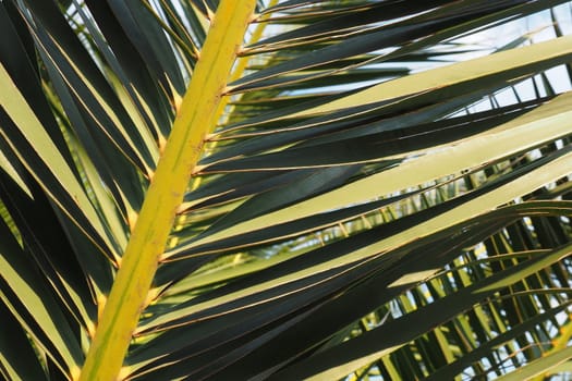 Palm branches against the blue sky. Sunny weather. Vacation at the resort. Coconut and date leaves sway. The blue sky. Tourism and travel to tropical place. Montenegro, palm trees. Plage holiday