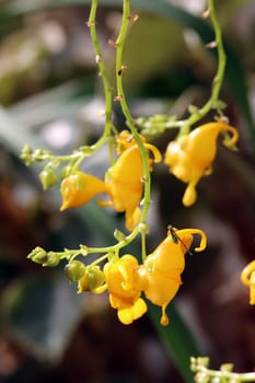 Springkraut (Impatiens adenioides) im botanischen Garten, Nordrhein-Westfalen, Deutschland, Bonn