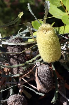 Banksie (Banksia elderiana) im Botanischen Garten - Blütenstand, Nordrhein-Westfalen, Deutschland, Bonn