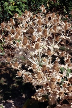vertrockneter Elfenbein-Mannstreu (Eryngium giganteum) im Botanischen Garten, auch Riesen-Mannstreu und Elfenbeindistel, Nordrhein-Westfalen, Deutschland, Bonn