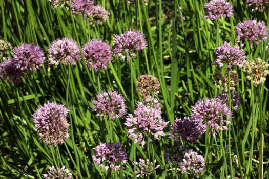 sibirischer Lauch (Allium nutans) im Botanischen Garten, Nordrhein-Westfalen, Deutschland, Bonn