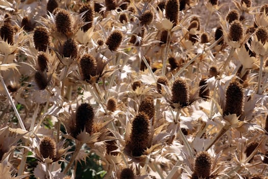vertrockneter Elfenbein-Mannstreu (Eryngium giganteum) im Botanischen Garten, auch Riesen-Mannstreu und Elfenbeindistel, Nordrhein-Westfalen, Deutschland, Bonn