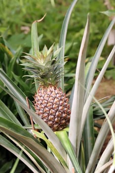 Ananas (Ananas comosus oder Ananas sativus) - Kulturform, Botanischer Garten, Nordrhein-Westfalen, Deutschland, Bonn
