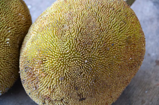 Tarap fruit of Borneo Malaysia. Asian fruit concept.