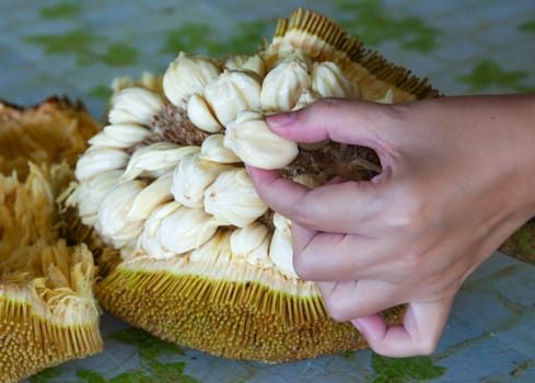 Hand picking Tarap fruit of Borneo Malaysia. Asian fruit concept.