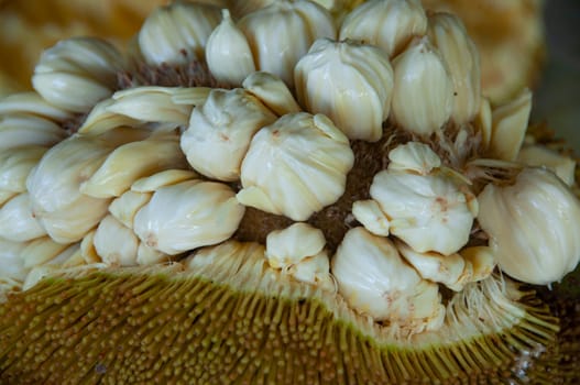 Close up of Tarap fruit of Borneo Malaysia. Asian fruit concept.
