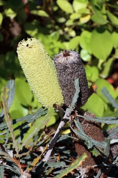 Banksia pilostylis im Botanischen Garten, endemisch im Südostern von Western Australia, Nordrhein-Westfalen,Deutschland,Bonn