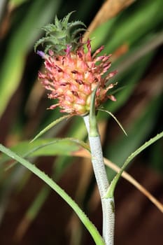 Ananas ananassoides im Botanischen Garten - Frucht an der Pflanze, Nordrhein-Westfalen, Deutschland, Bonn