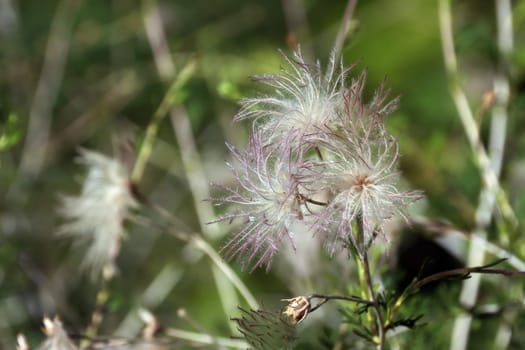 Apachenpflaume (Fallugia paradoxa) - Samenstand, im Botanischen Garten, Nordrhein-Westfalen, Deutschland, Bonn