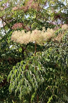 Chinesischer Angelikabaum (Aralia chinensis) im Botanischen Garten, Nordrhein-Westfalen, Deutschland, Bonn