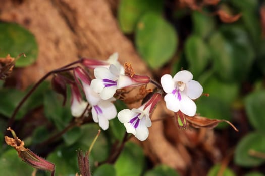 Deinostigma tamiana (Syn. Chirita tamiana, Primulina tamiana) im Botanischen Garten, Nordrhein-Westfalen, Deutschland